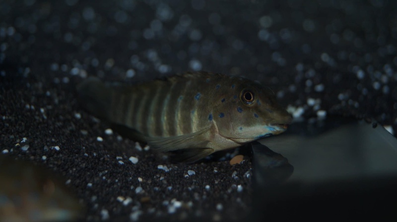 Tanganicodus irsacae 'Katonga'